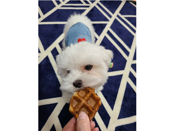 卒業犬サクラちゃんの近況♪